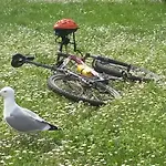 Istriana Apartman Poreč